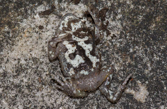 Image of Bibron’s Toadlet