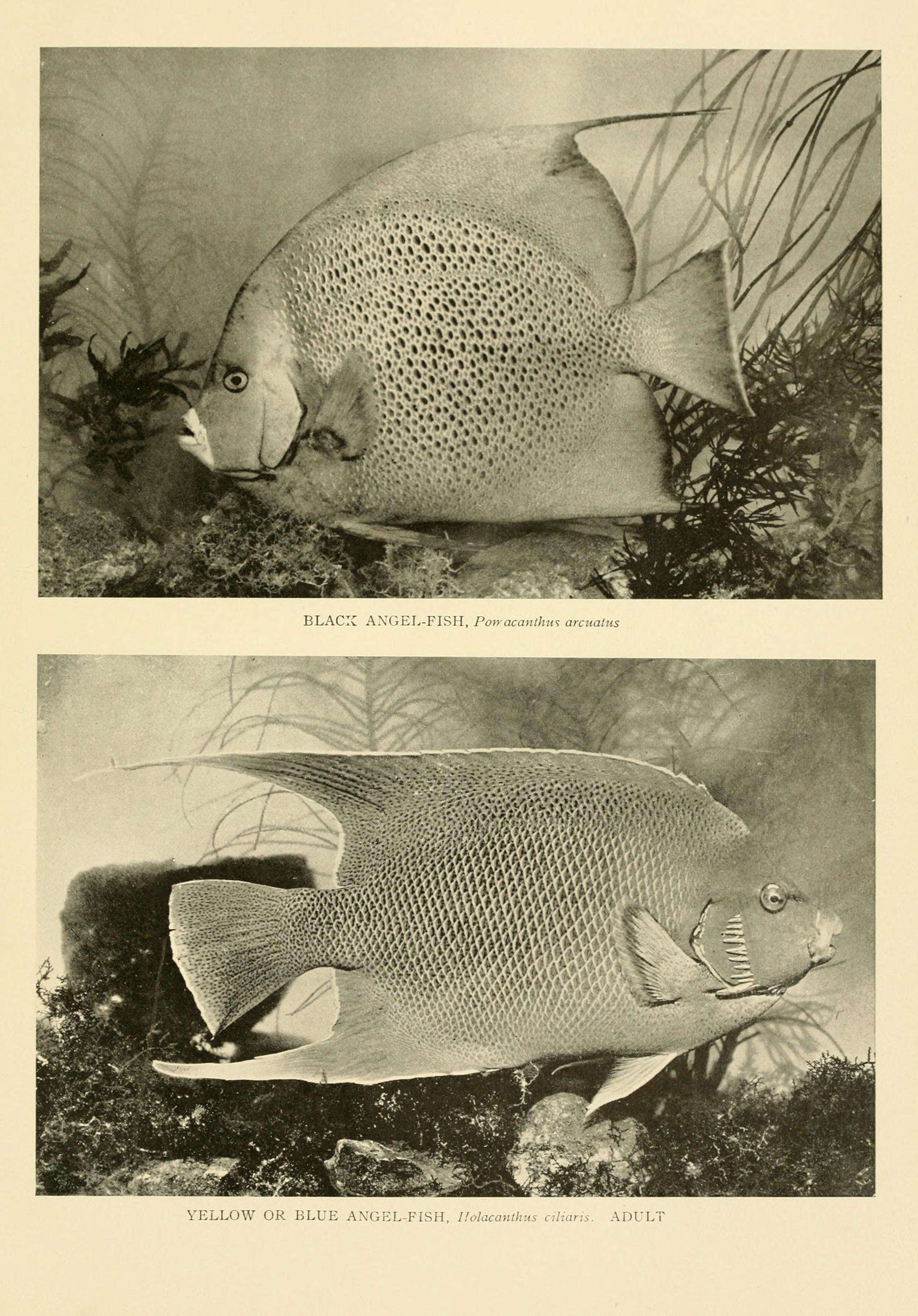 Plancia ëd Pomacanthus arcuatus (Linnaeus 1758)