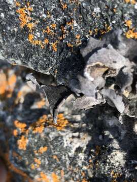 Image of Moulins' silverskin lichen