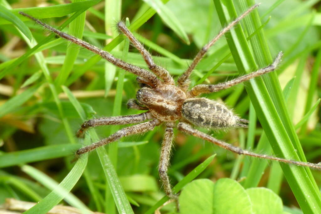 Слика од Eratigena atrica (C. L. Koch 1843)