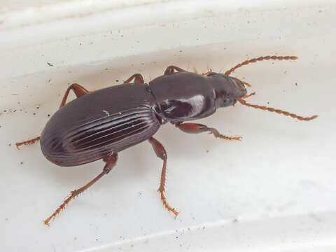 Image of Pterostichus (Leptoferonia) marinensis Hacker 1968