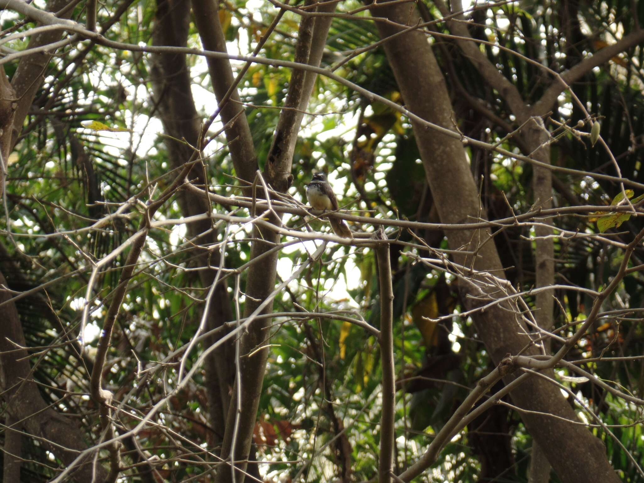 Image of White-spotted Fantail