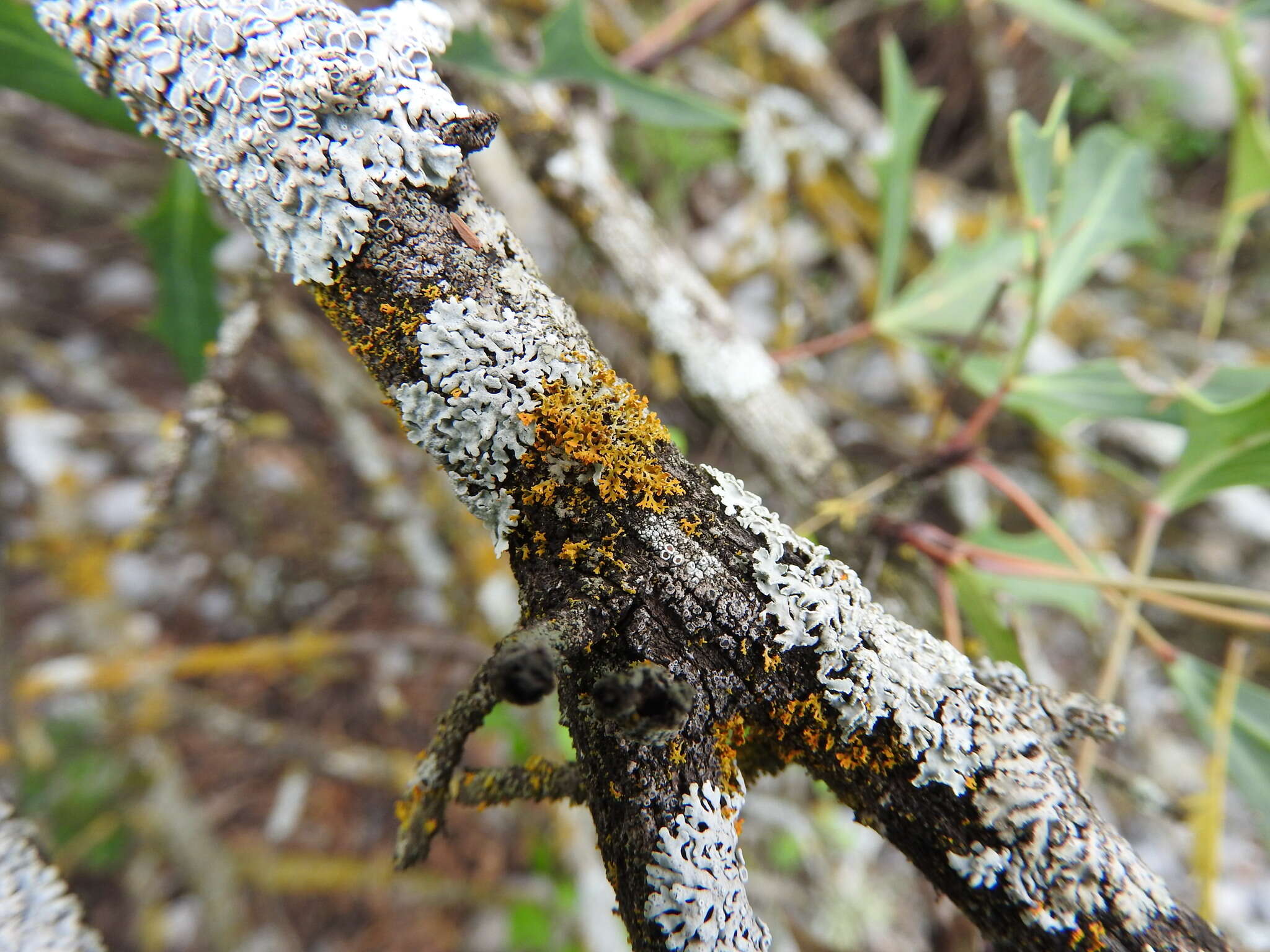 Imagem de Xanthomendoza weberi (S. Kondr. & Kärnefelt) L. Lindblom