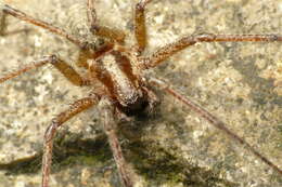 Image of Giant House Spider