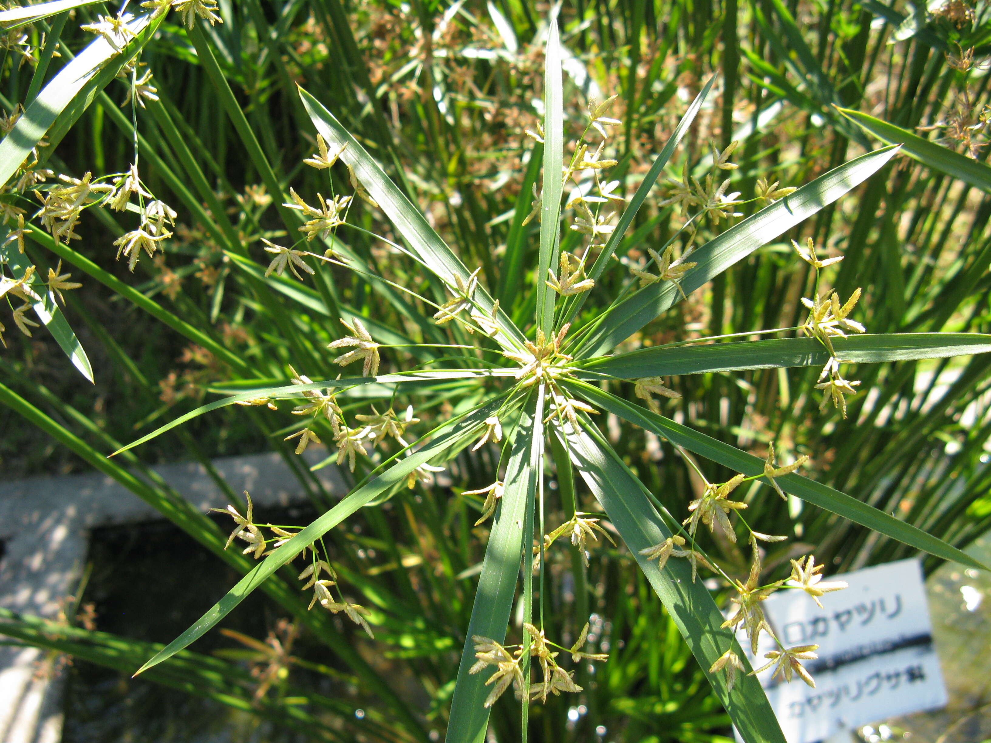 Sivun Cyperus alternifolius L. kuva