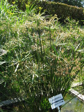 Sivun Cyperus alternifolius L. kuva