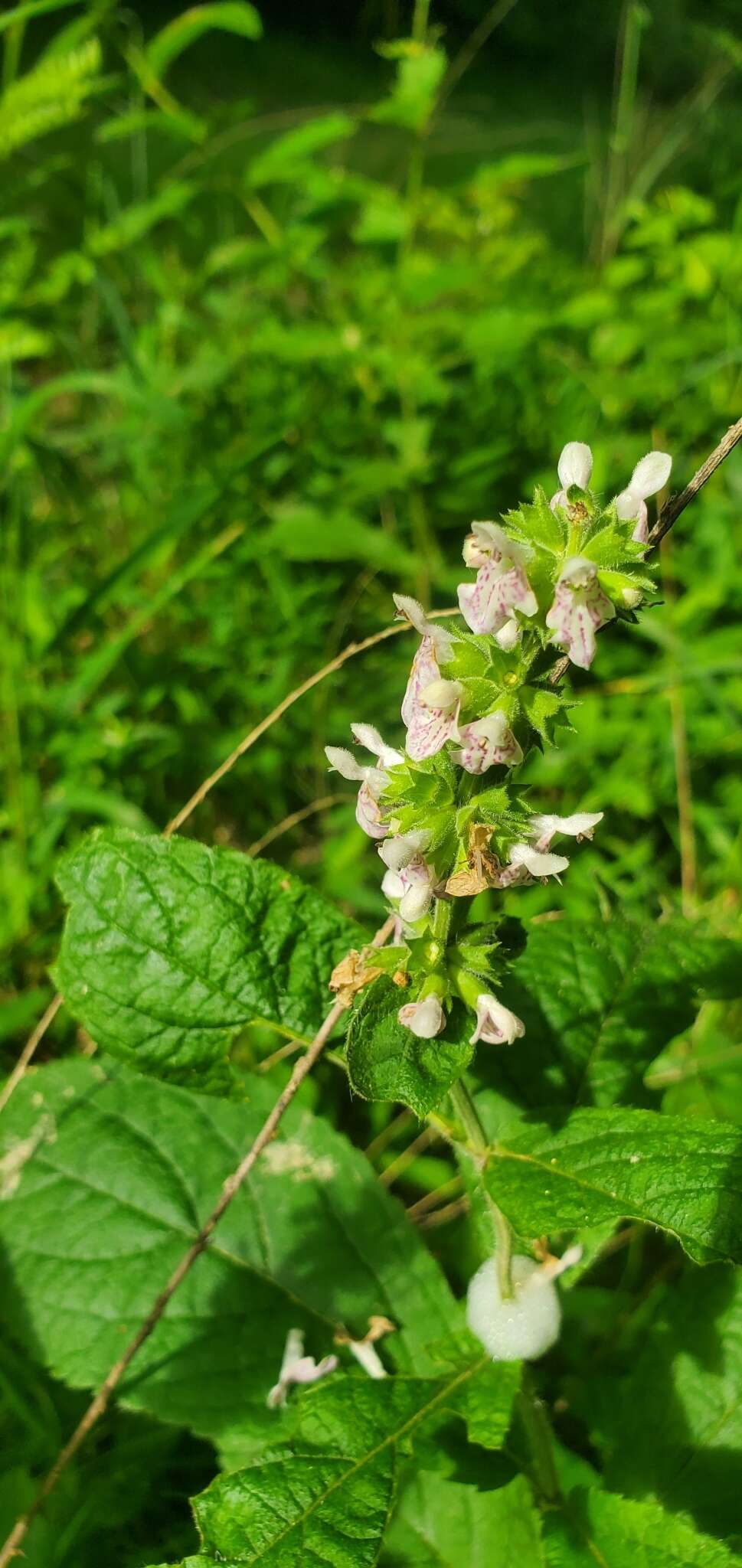 Image of Stachys iltisii J. B. Nelson