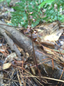 Image of Small-flowered coral-root