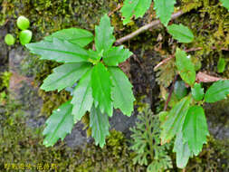 Image of Lysionotus pauciflorus var. pauciflorus