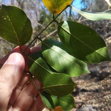 Image of Lonchocarpus guatemalensis Benth.