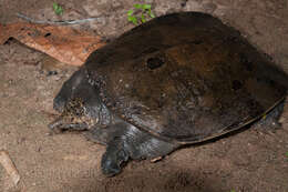 Image of Asiatic Softshell Turtle