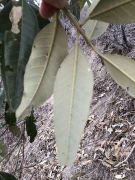 Image of Colicodendron C. F. P. Martius 1839