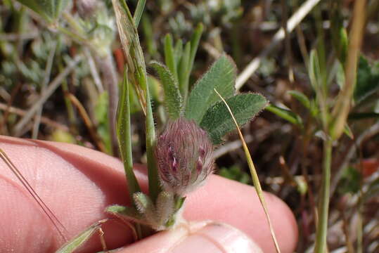 صورة Trifolium albopurpureum Torr. & A. Gray