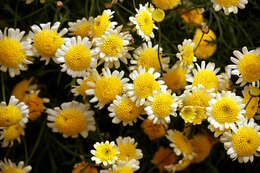 Image of florist's daisy