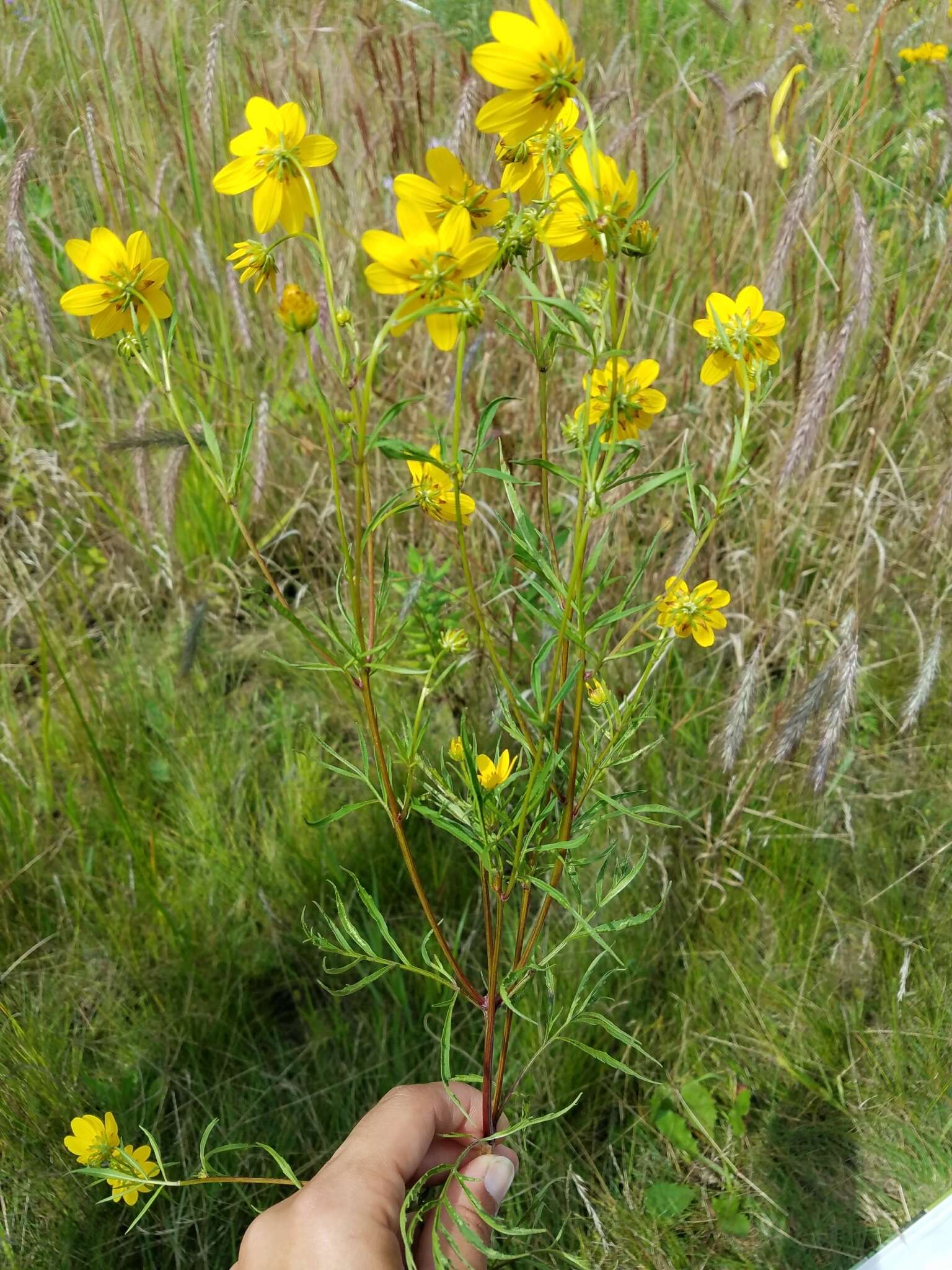 Image of Crowned Beggarticks