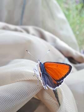 Image of <i>Lycaena hippothoe eurydame</i>