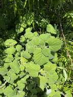 Image of <i>Coleus grandidentatus</i>