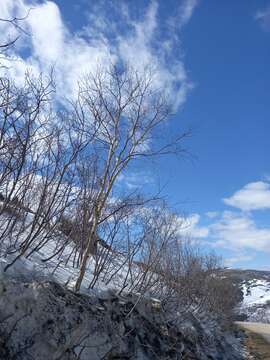 Image of Betula ermanii var. lanata Regel