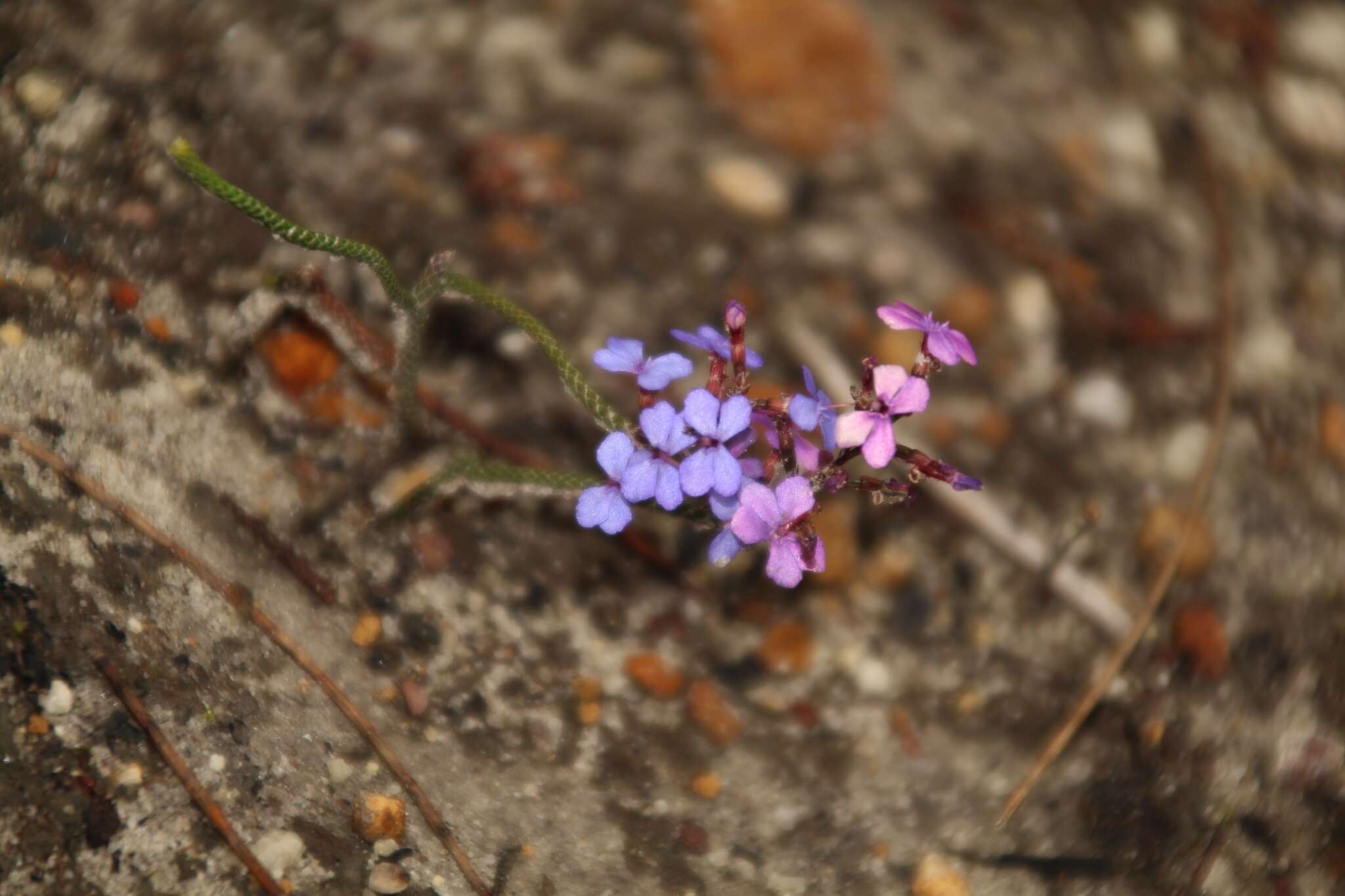 Image de Stylidium preissii (Sond.) F. Müll.