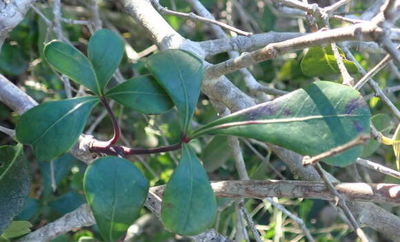 Image of Cussonia thyrsiflora Thunb.