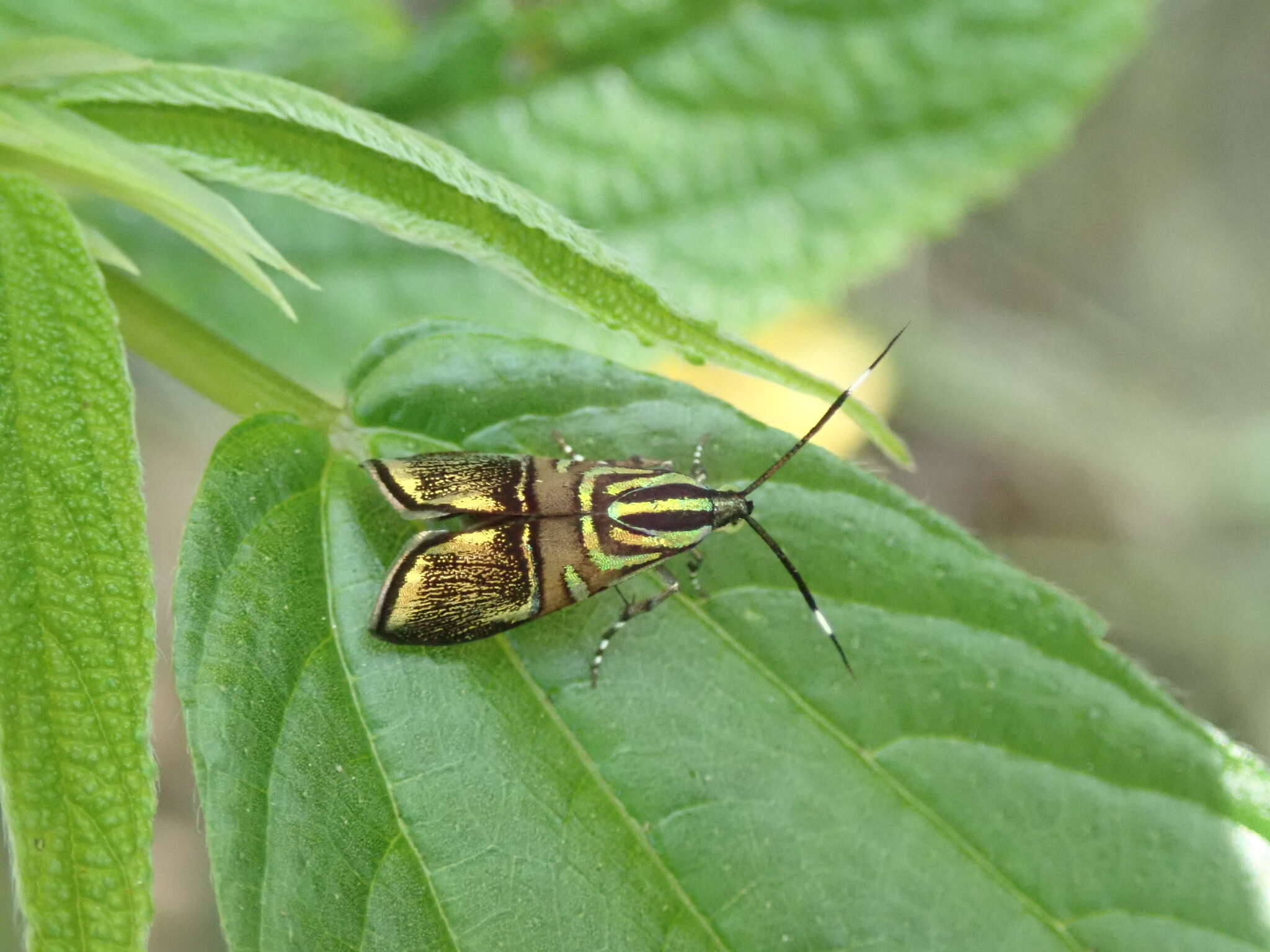 Image of Saptha divitiosa Walker 1864