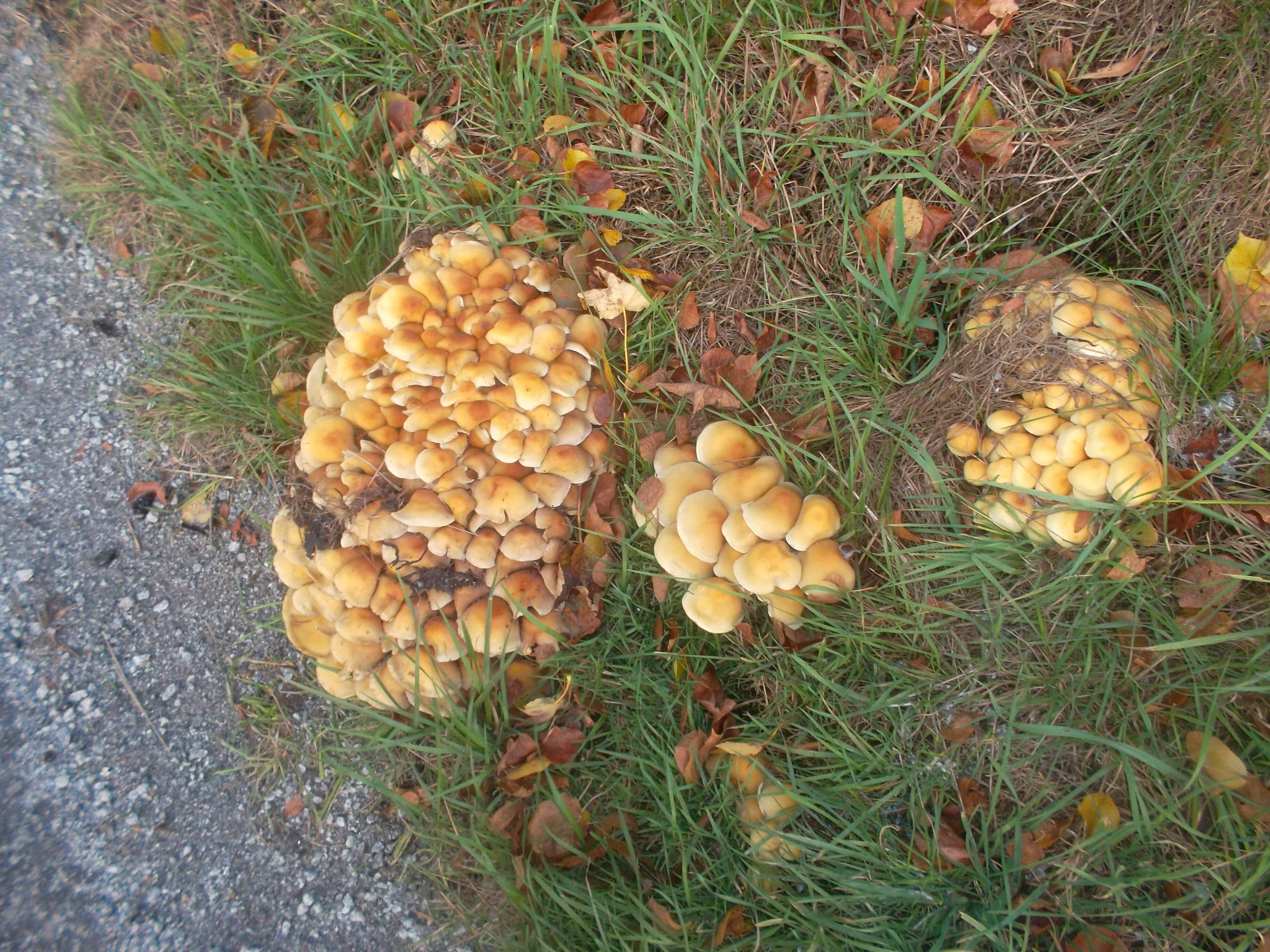 Image of Honey Fungus