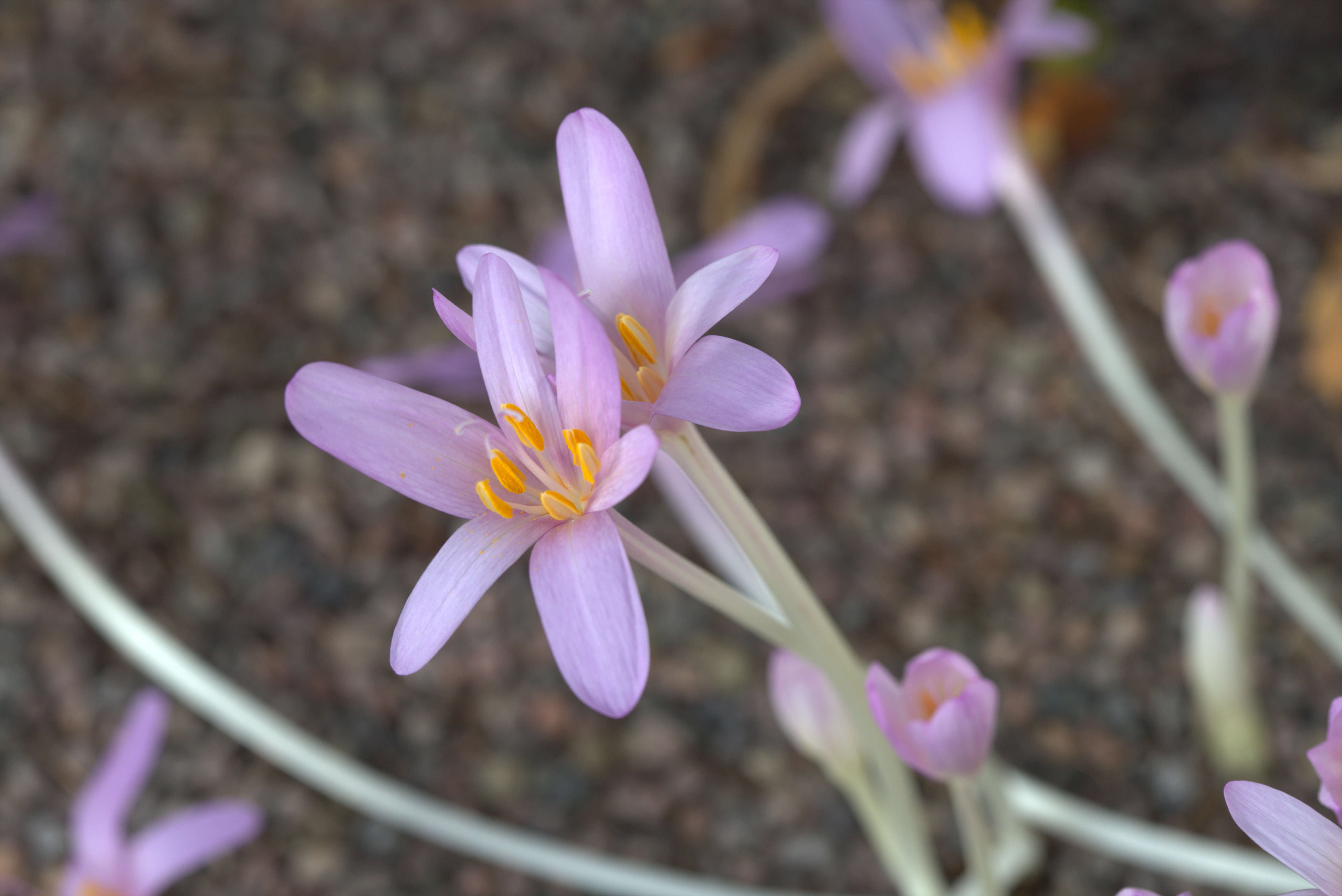 Image of Autumn crocus