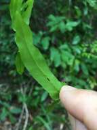 Image of Graceful Necklace Fern