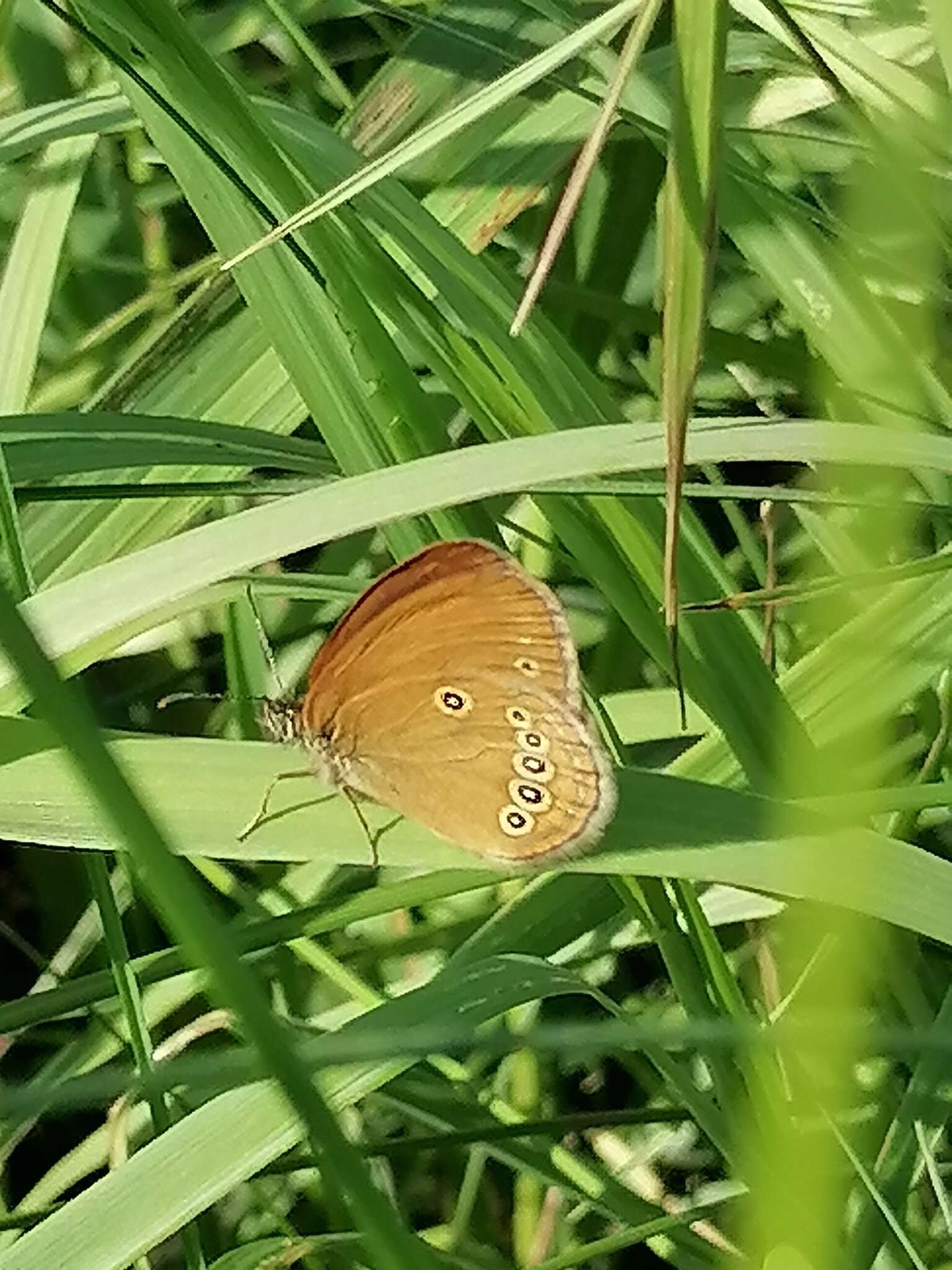 Image of False Ringlet