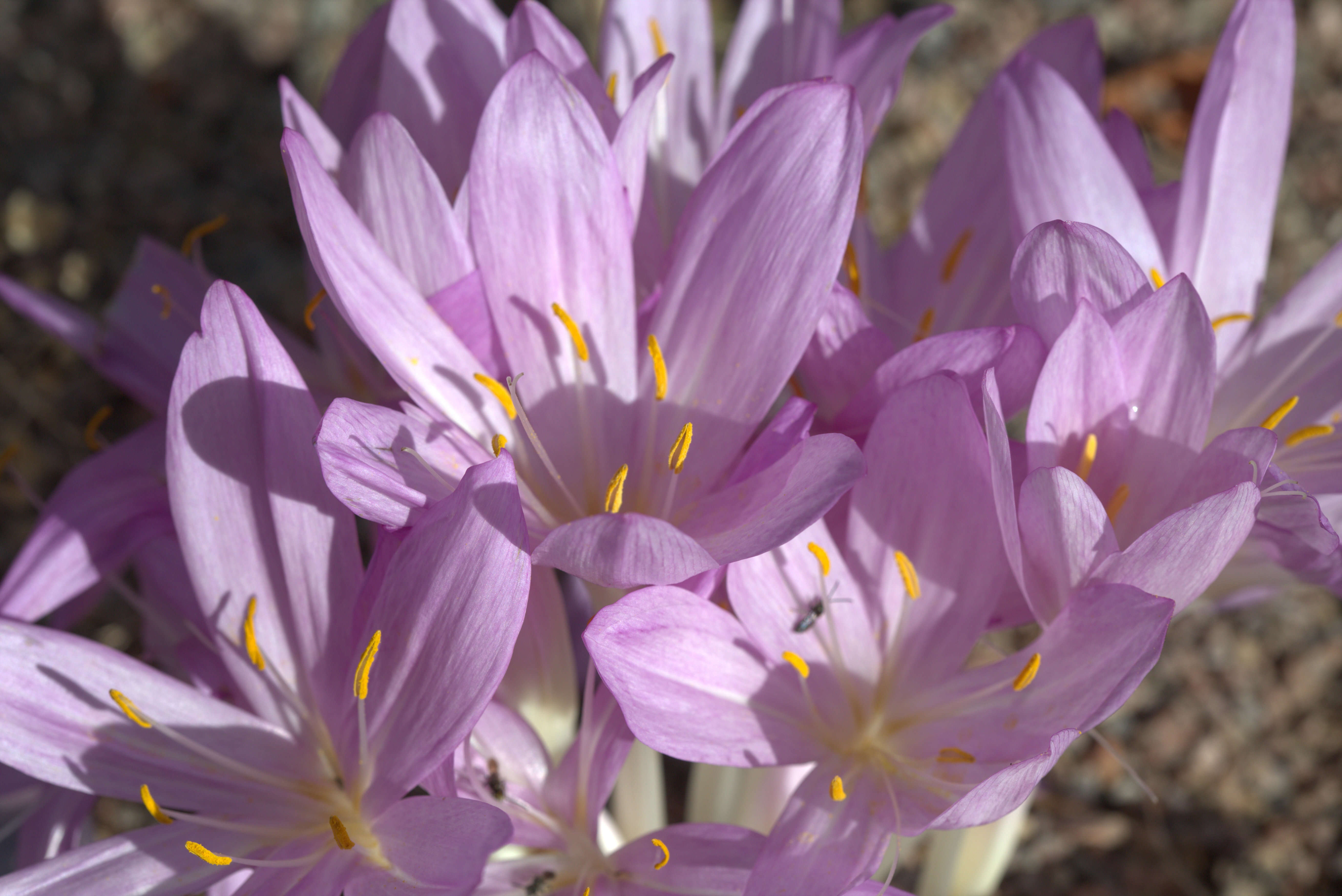 Imagem de Colchicum cilicicum (Boiss.) Dammer