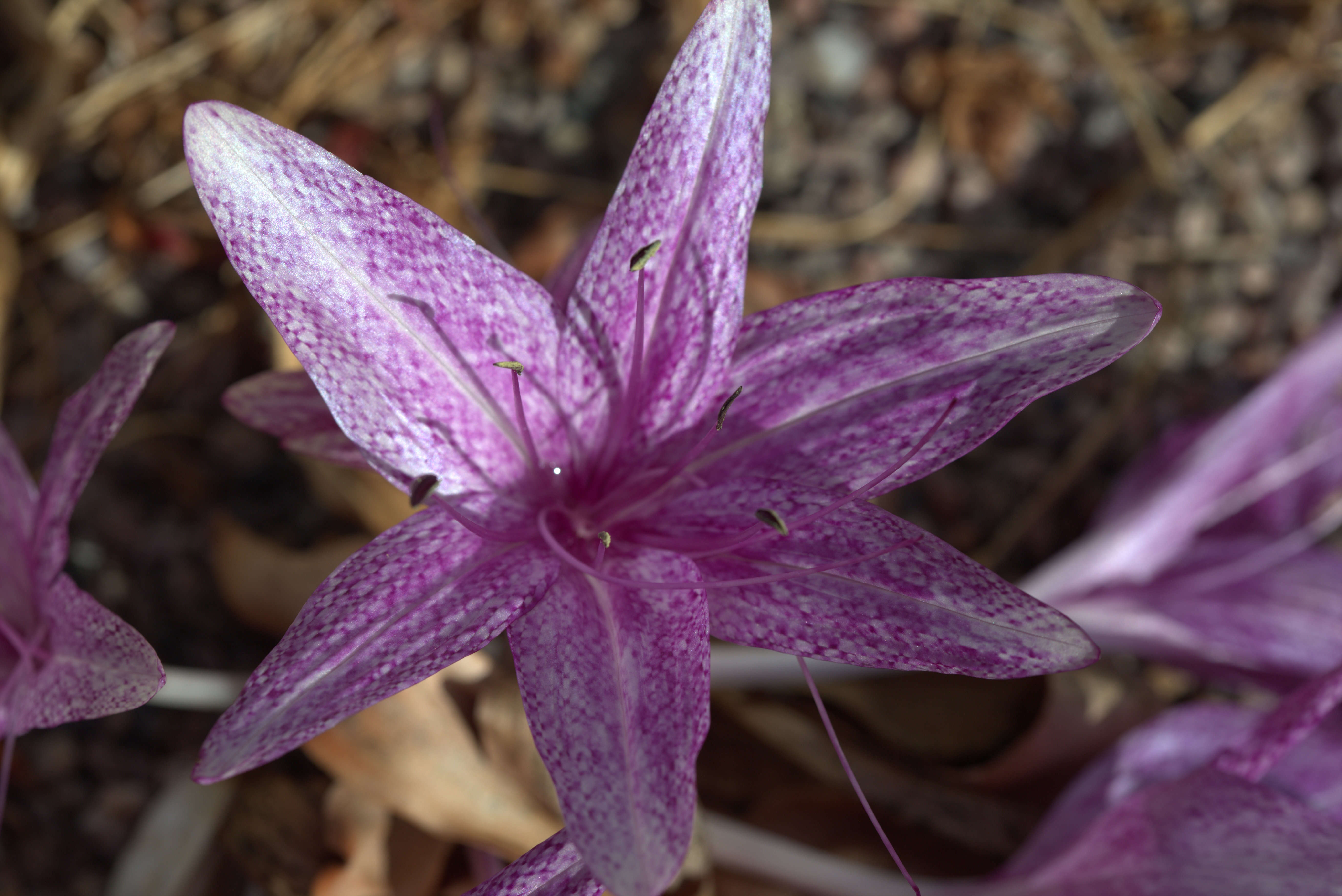 Sivun Colchicum variegatum L. kuva