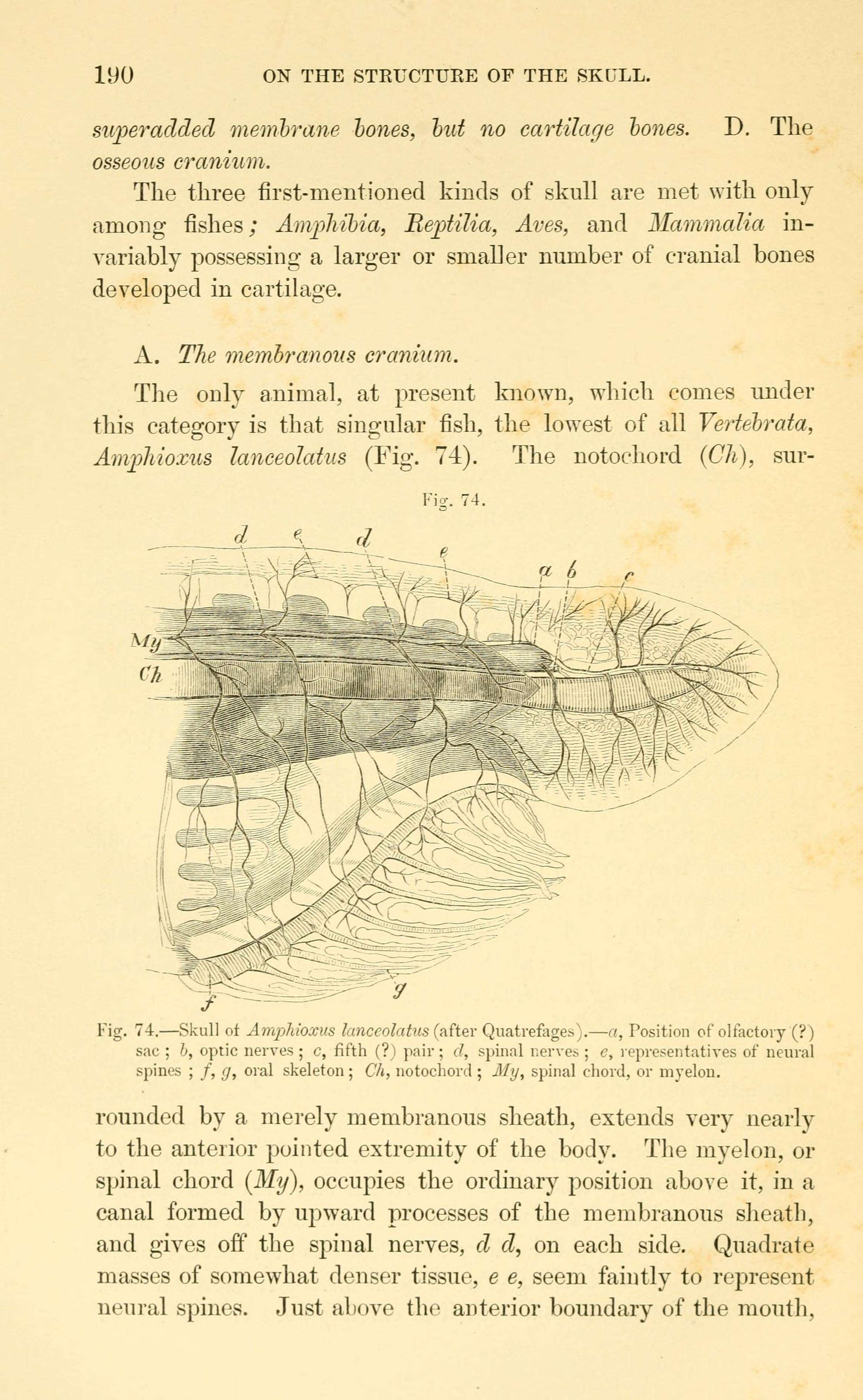 Sivun Branchiostoma lanceolatum (Pallas 1774) kuva
