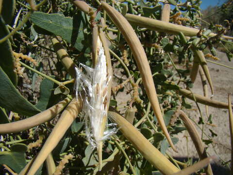 Plancia ëd Cynanchum acutum subsp. sibiricum (Willd.) K. H. Rechinger