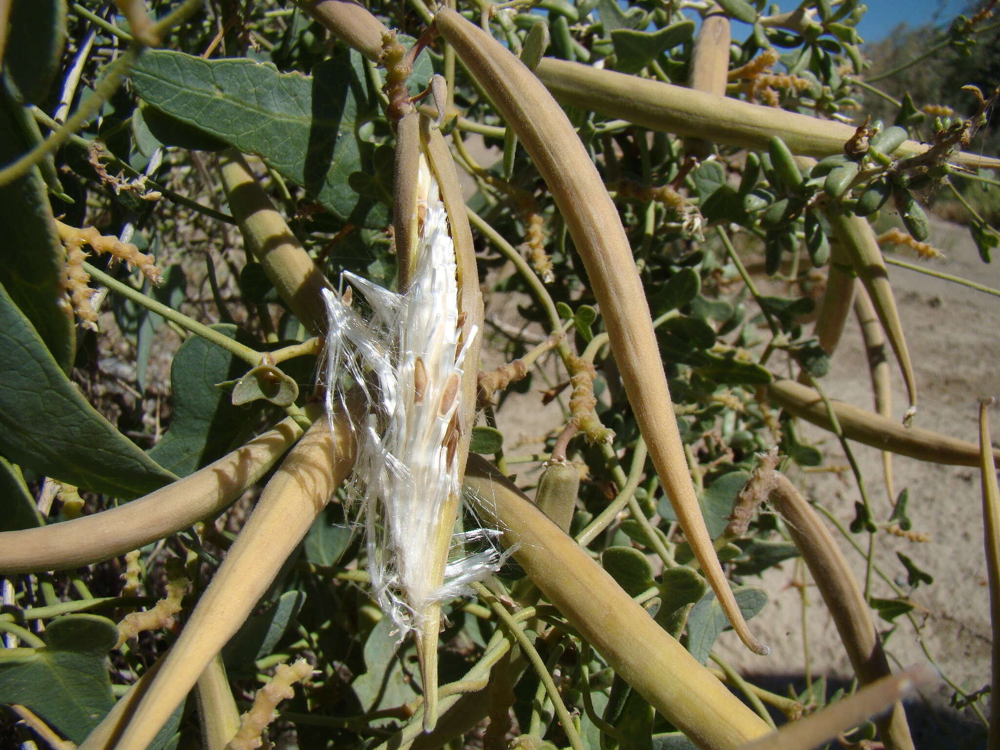 Image of Cynanchum acutum subsp. sibiricum (Willd.) K. H. Rechinger