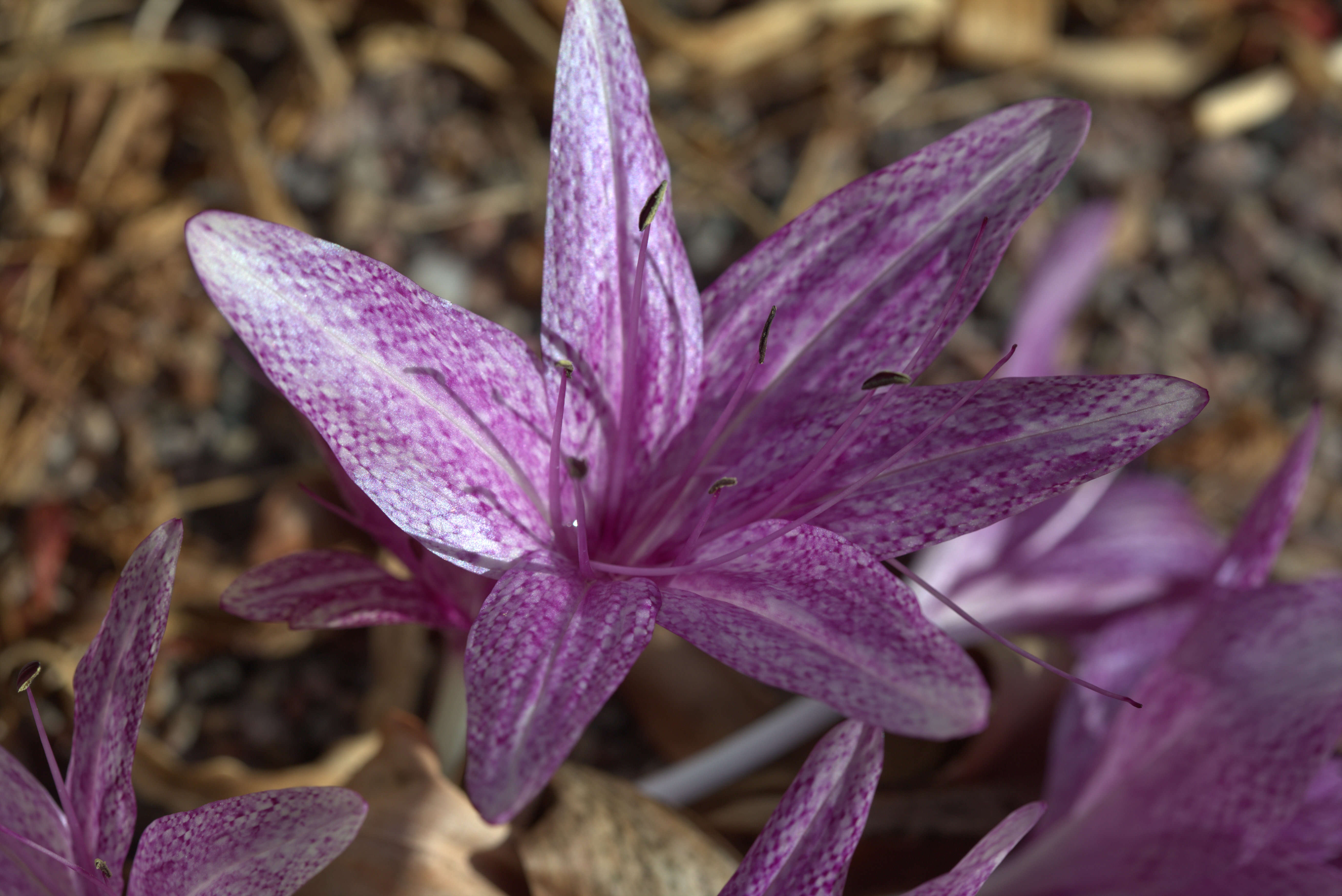 Image of Colchicum variegatum L.