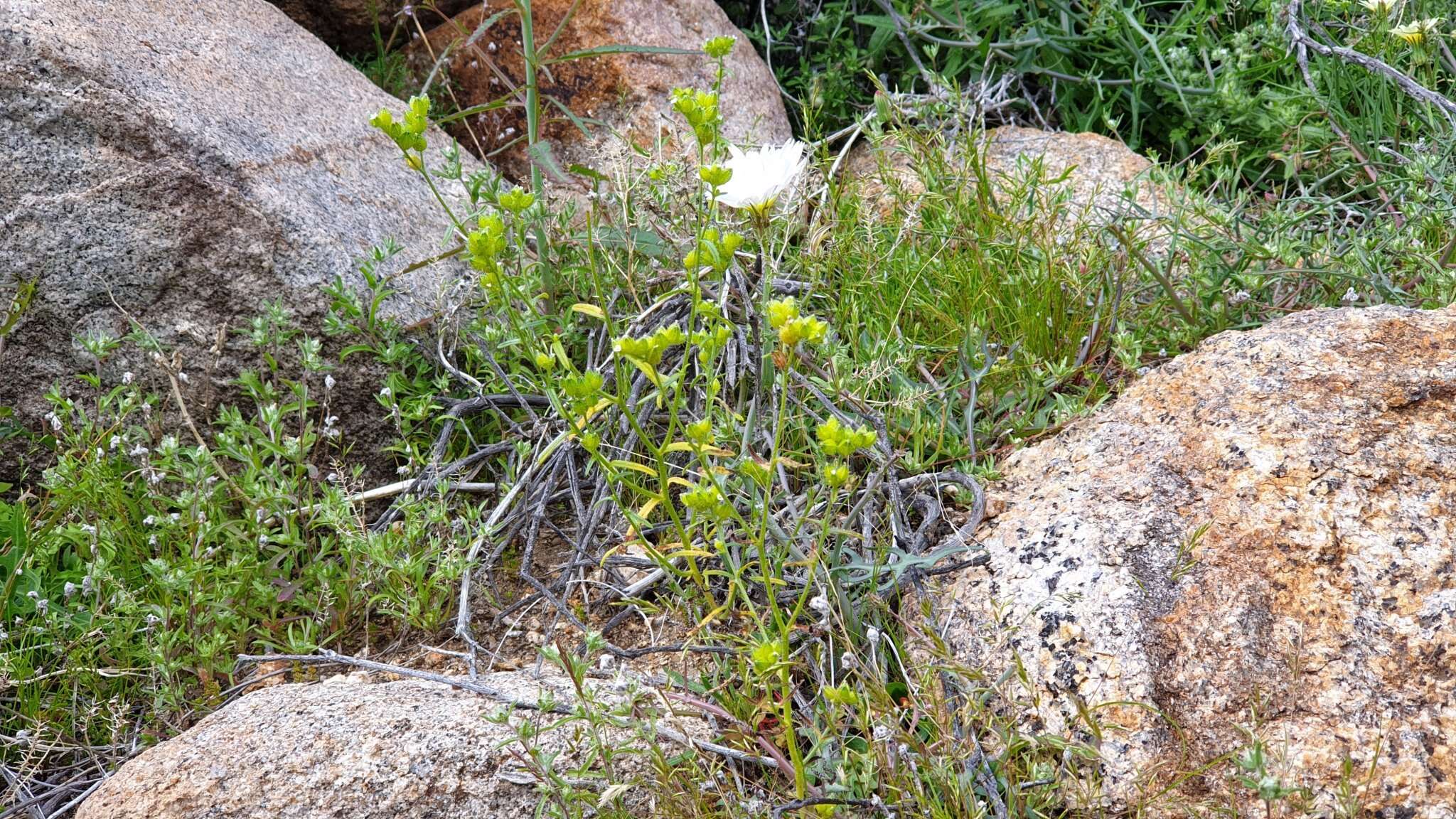 Plancia ëd Cryptantha pterocarya var. cycloptera (Greene) J. F. Macbr.