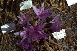 Sivun Colchicum variegatum L. kuva