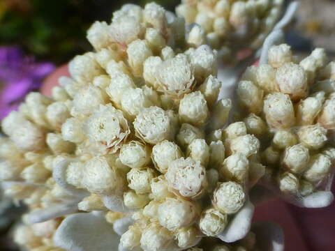 Image of Helichrysum crispum (L.) D. Don