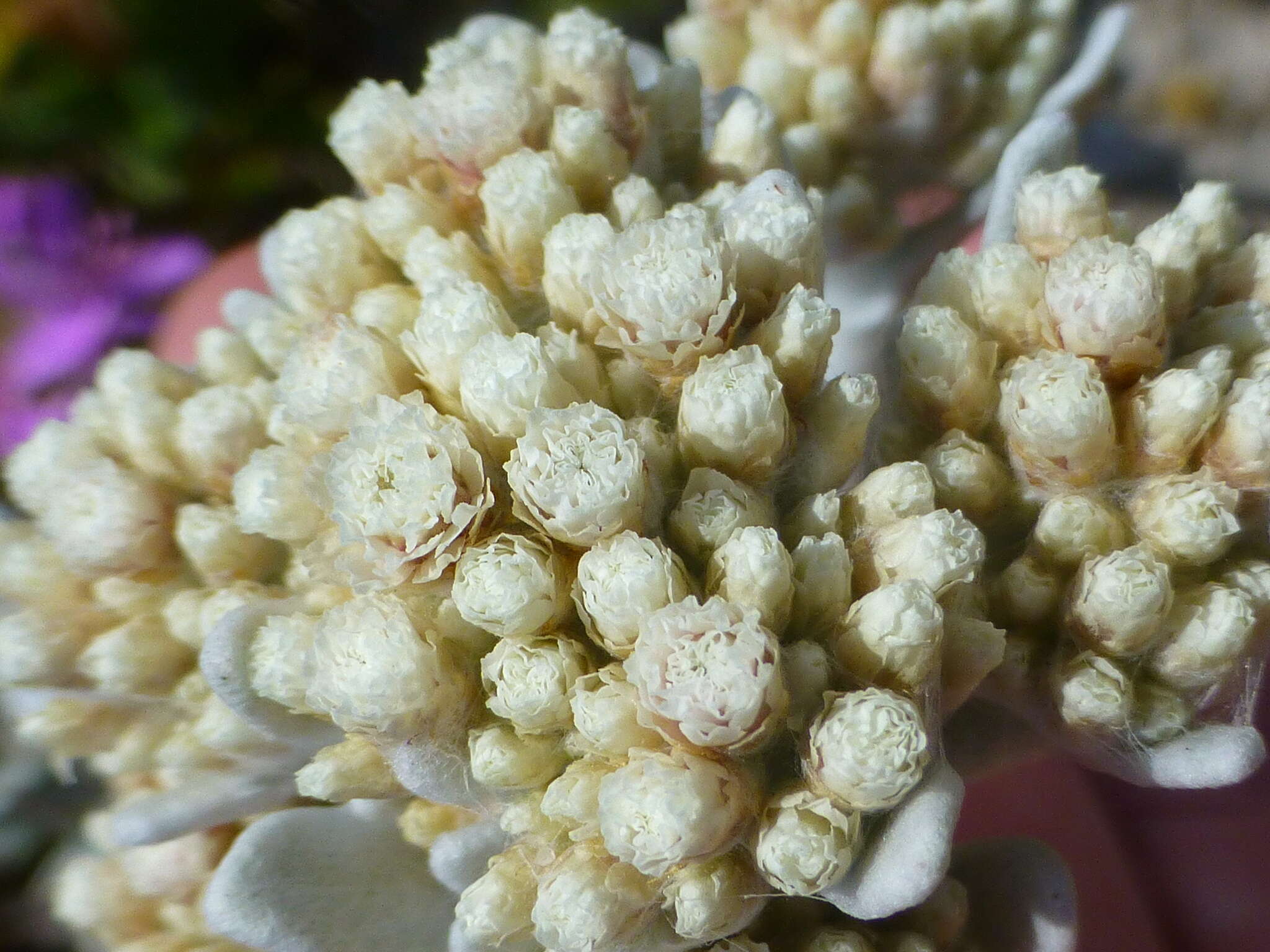 Image of Hottentot's Bedding