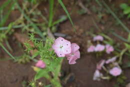 Image of annual phlox