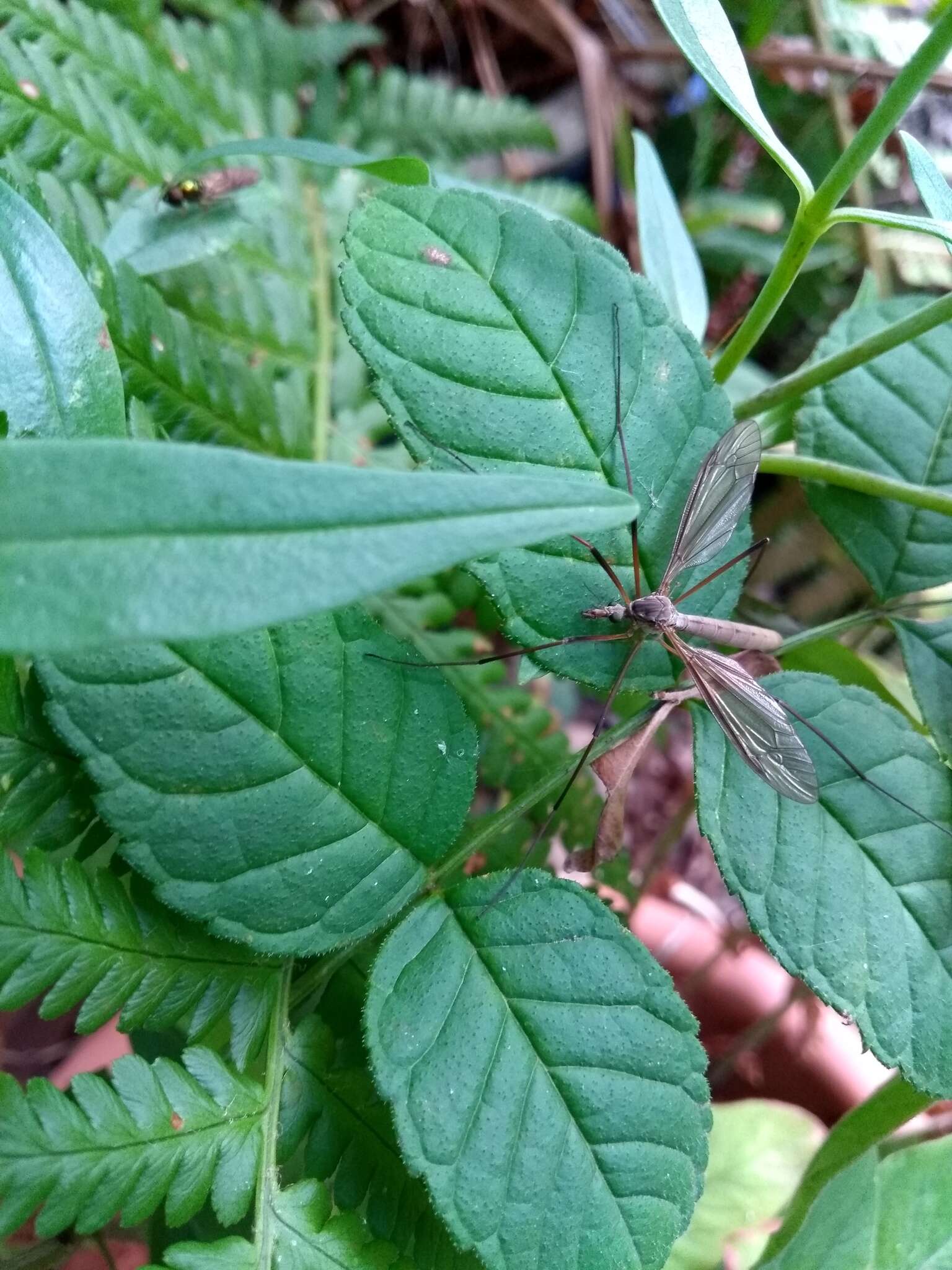 Image of Cranefly