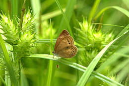 Image of Eyed Brown