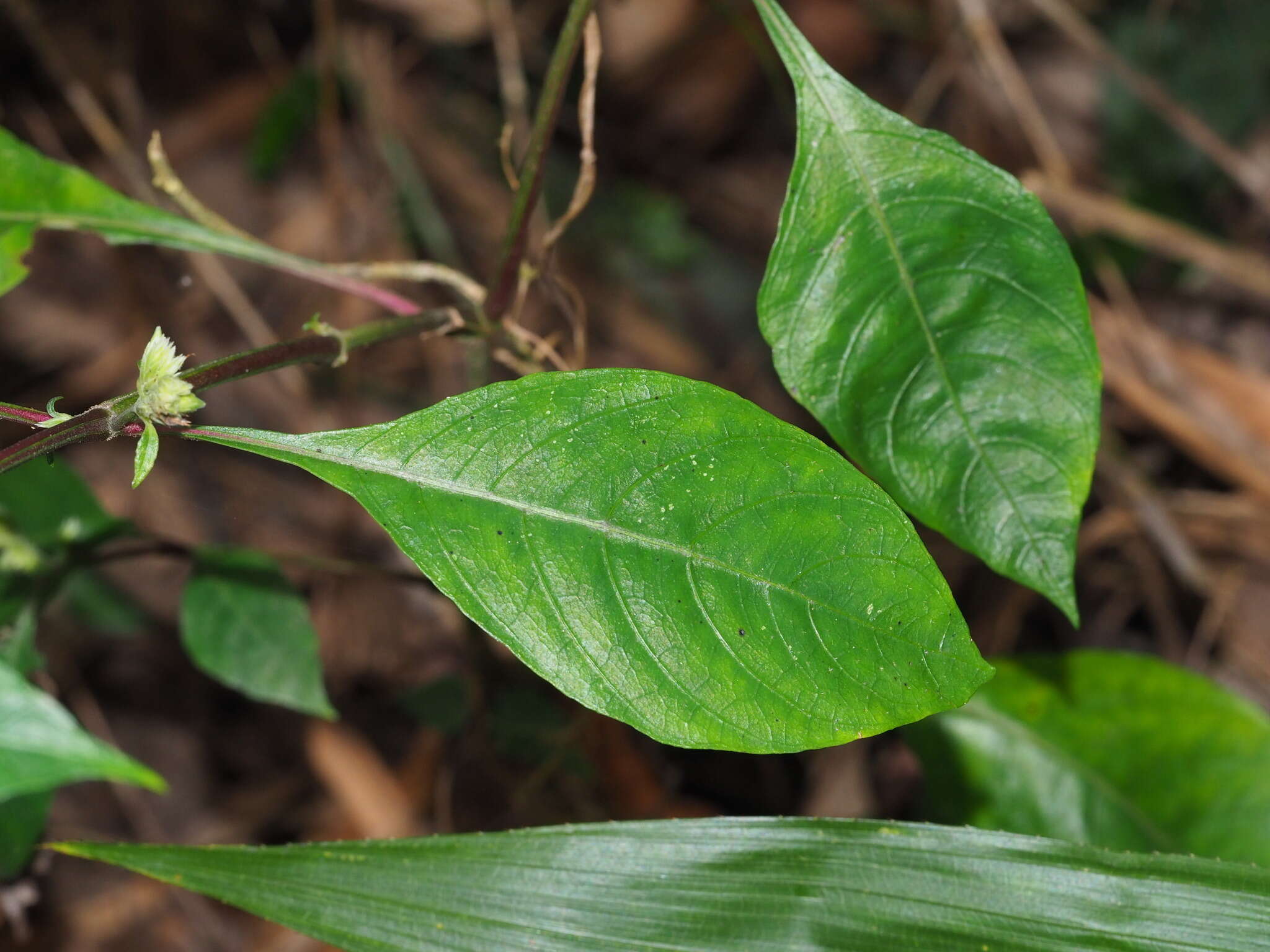 Plancia ëd Lepidagathis formosensis C. B. Cl. ex Hayata