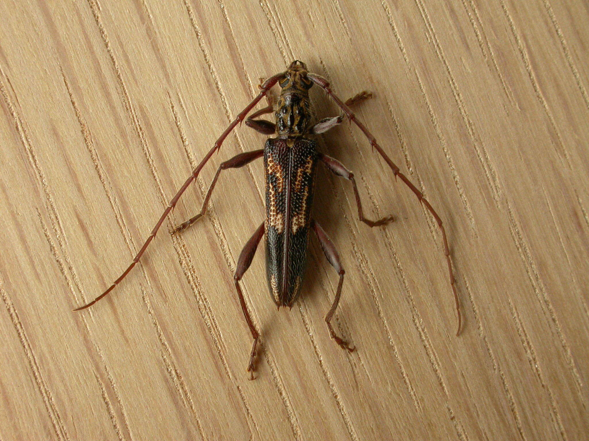 Image of Coptocercus rubripes (Boisduval 1835)