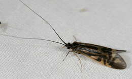 Image of Zebra Caddisfly