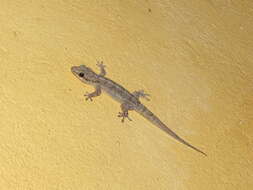 Image of Brazilian gecko