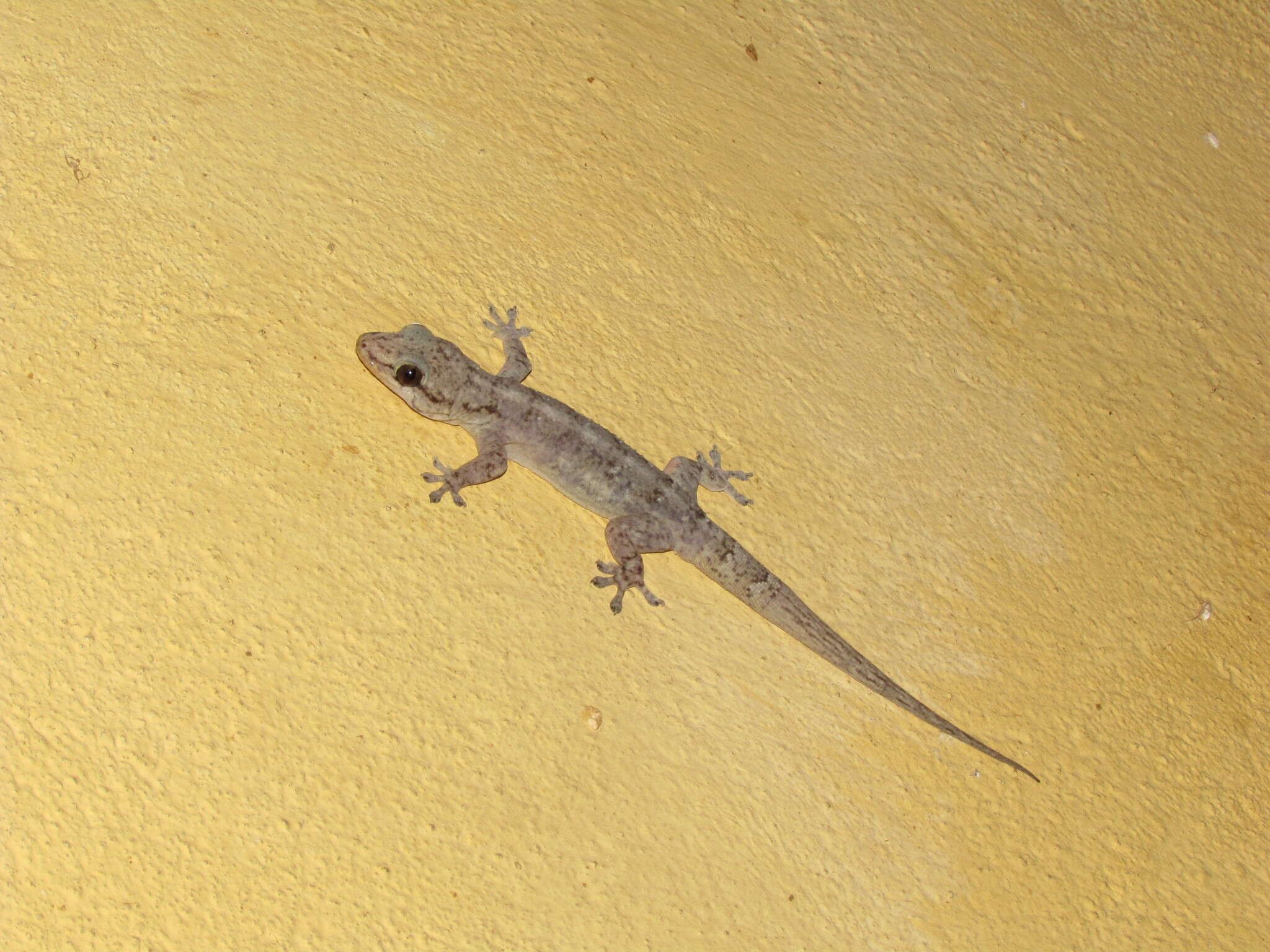 Image of Brazilian gecko