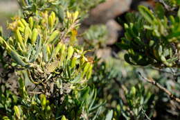 Image of Lopholaena cneorifolia (DC.) S. Moore