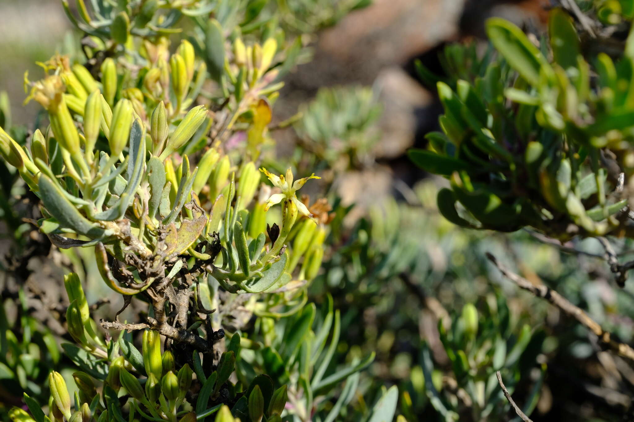 Image of Lopholaena cneorifolia (DC.) S. Moore