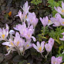 Image de Colchicum davisii C. D. Brickell